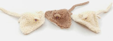 Rochen - 4 x 7 cm - jetzt je 25 €